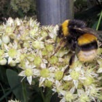 Erdhummel