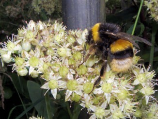 Erdhummel
