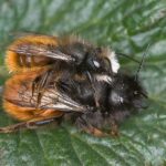 Gehörnte Mauerbiene (Osmia cornuta)
