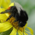 Hummel
